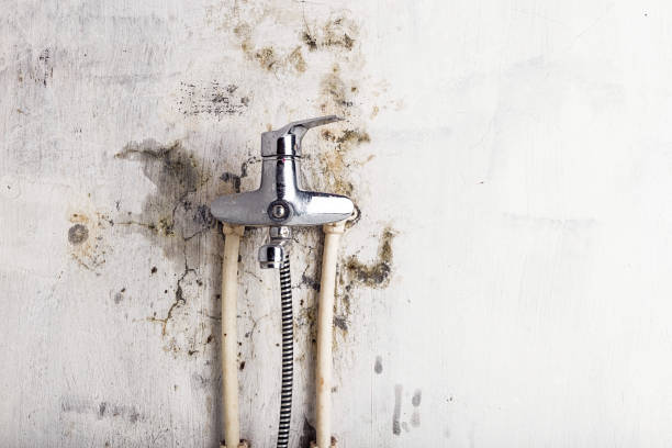 Best DIY Mold Remediation Support Services in Overland, MO
