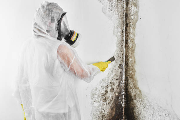 Best Emergency Mold Remediation in Overland, MO