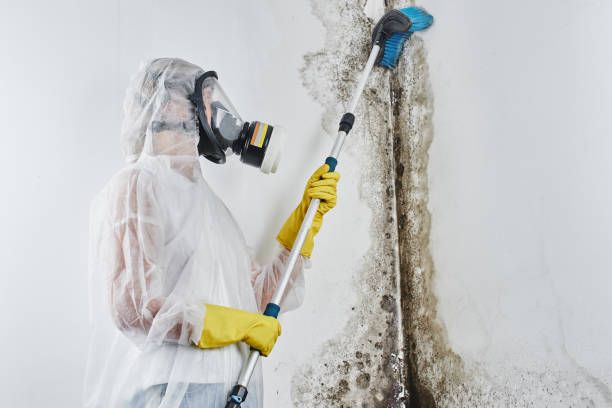 Best Bathroom Mold Remediation in Overland, MO