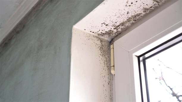 Best Post-Flood Mold Remediation in Overland, MO
