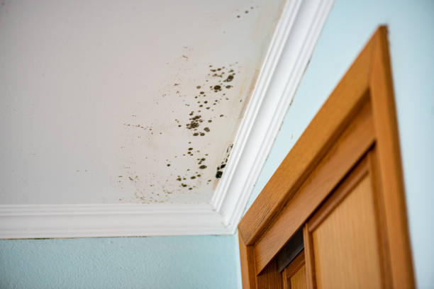 Best Attic Mold Remediation in Overland, MO