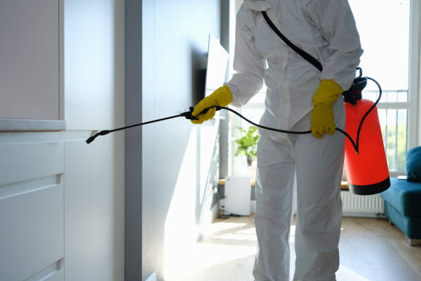 Best Crawl Space Mold Remediation in Overland, MO
