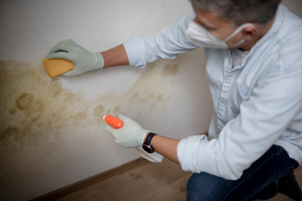 Best White Mold Remediation in Overland, MO