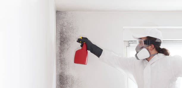 Best Black Mold Remediation in Overland, MO