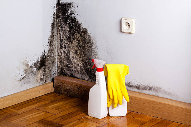 Best Attic Mold Remediation in Overland, MO
