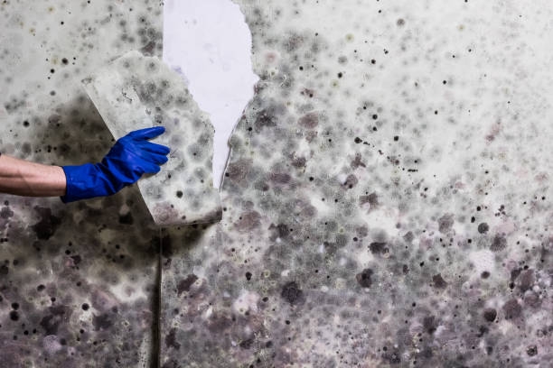 Best Kitchen Mold Remediation in Overland, MO
